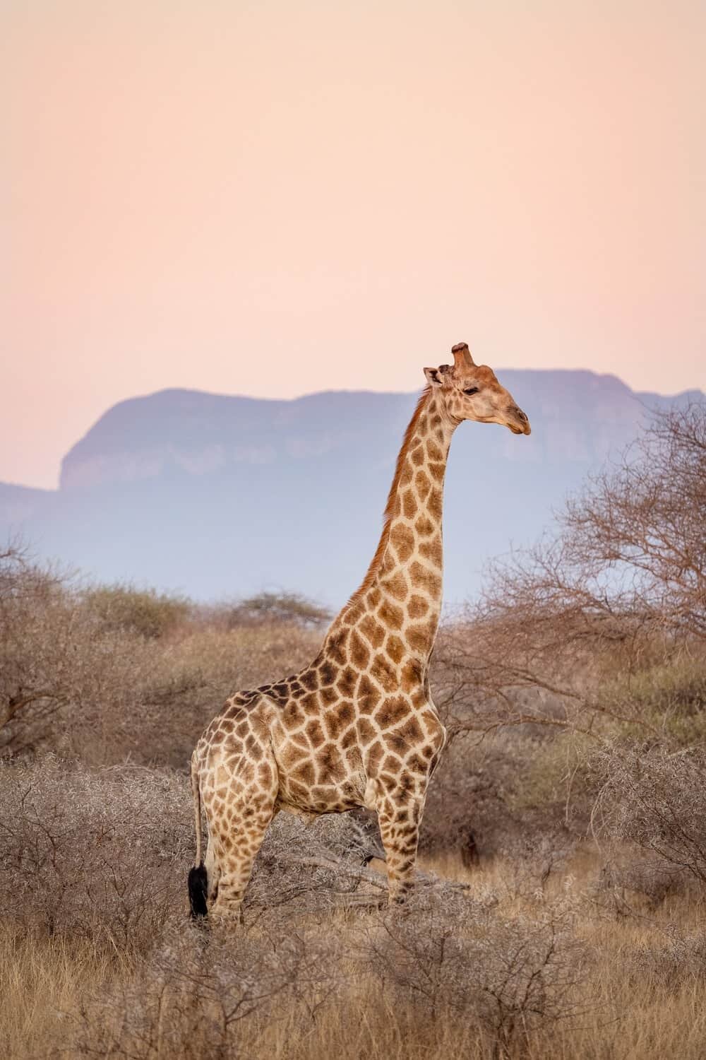 Kapama Private Game Reserve, Hoedspruit, South Africa