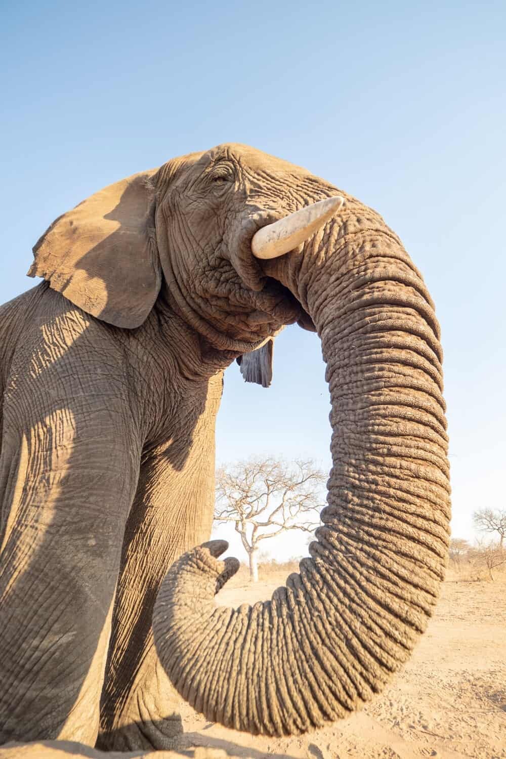 Jabulani Safari, Hoedspruit, South Africa