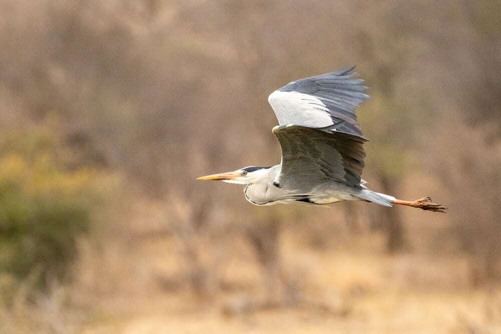 Olifants Cruise, Hoedspruit, South Africa