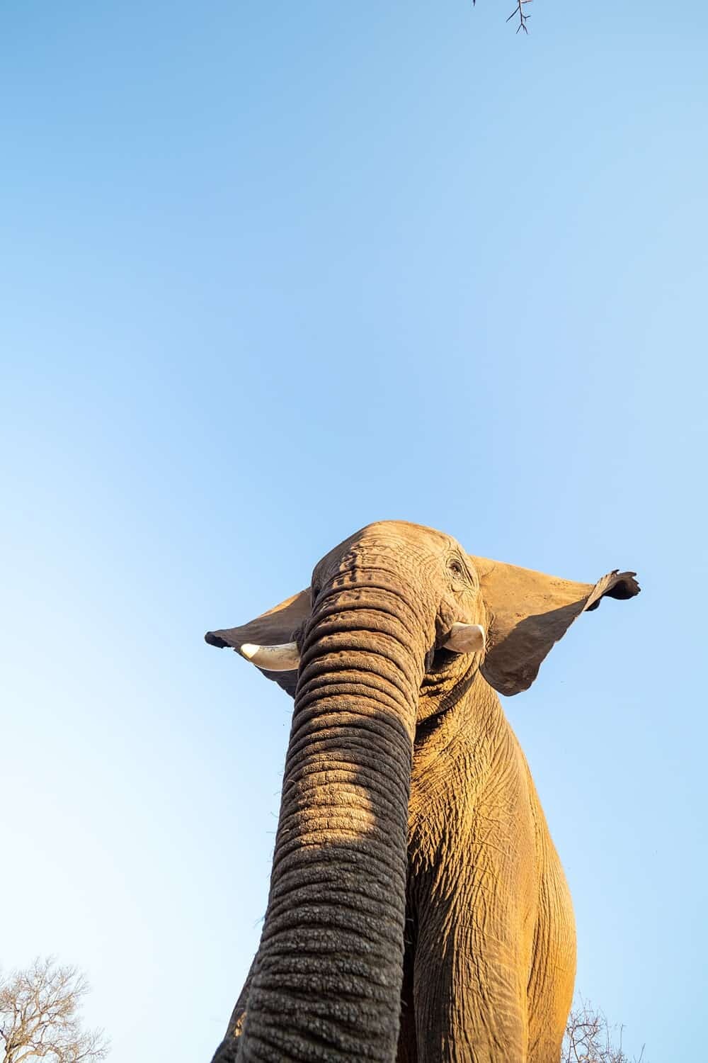 Jabulani Safari, Hoedspruit, South Africa