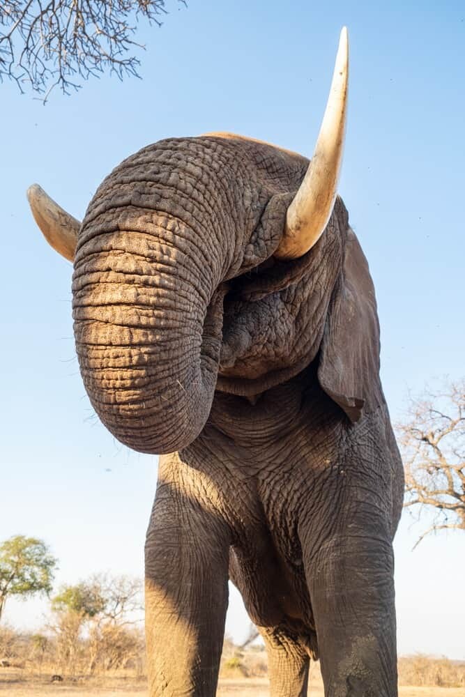 Jabulani Safari South Africa