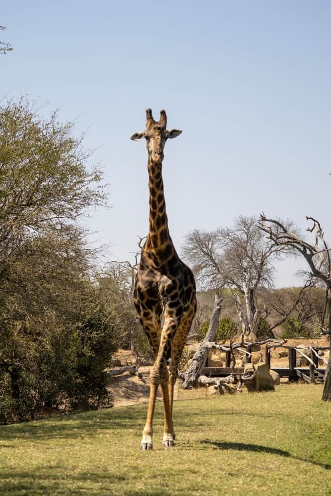 Jabulani Safari South Africa