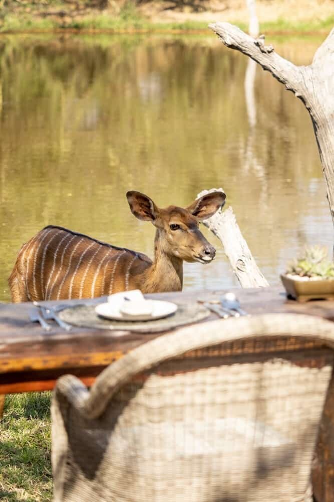 Jabulani Safari South Africa