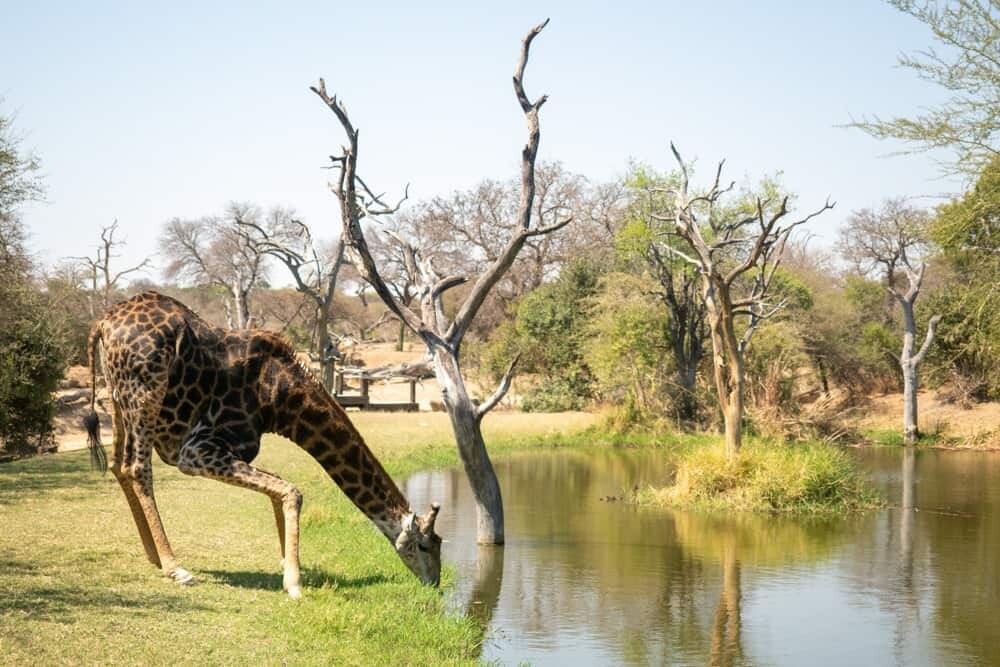 Jabulani Safari South Africa