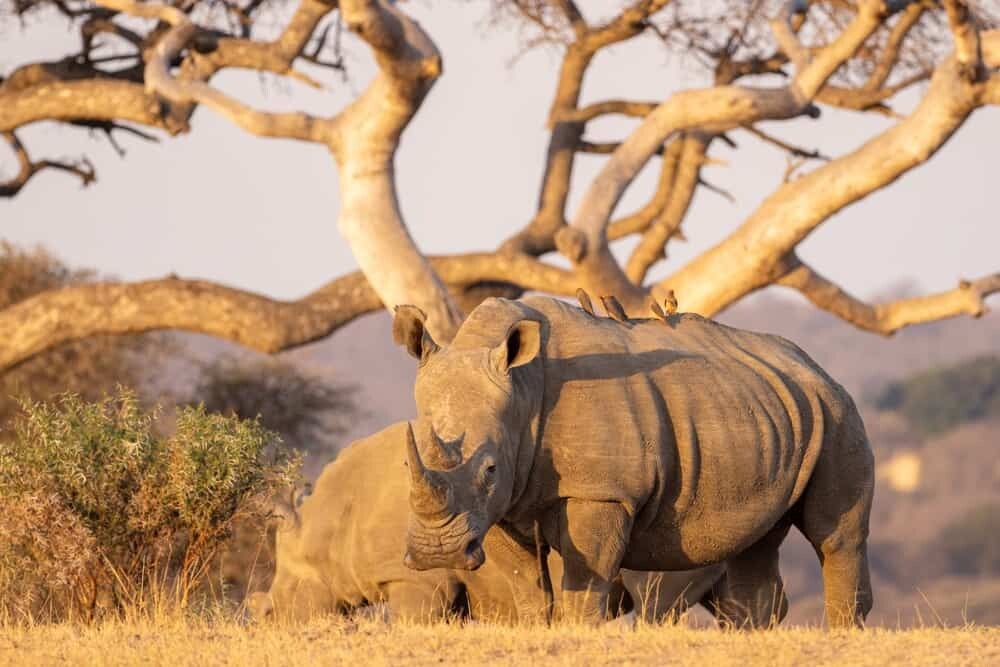 Jabulani Safari South Africa