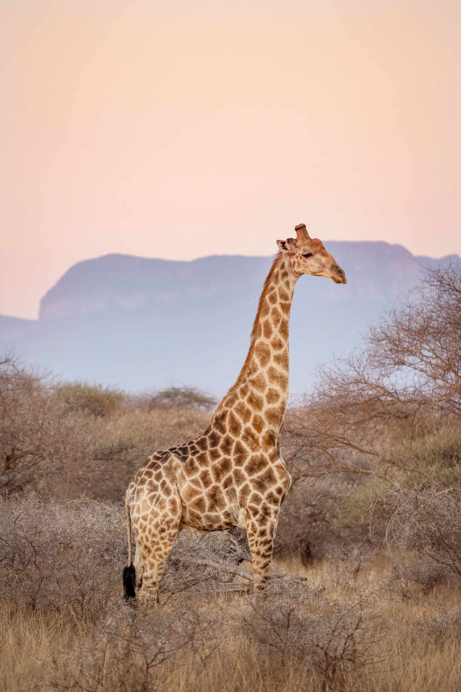 Kapama Karula, South African Safari Lodge