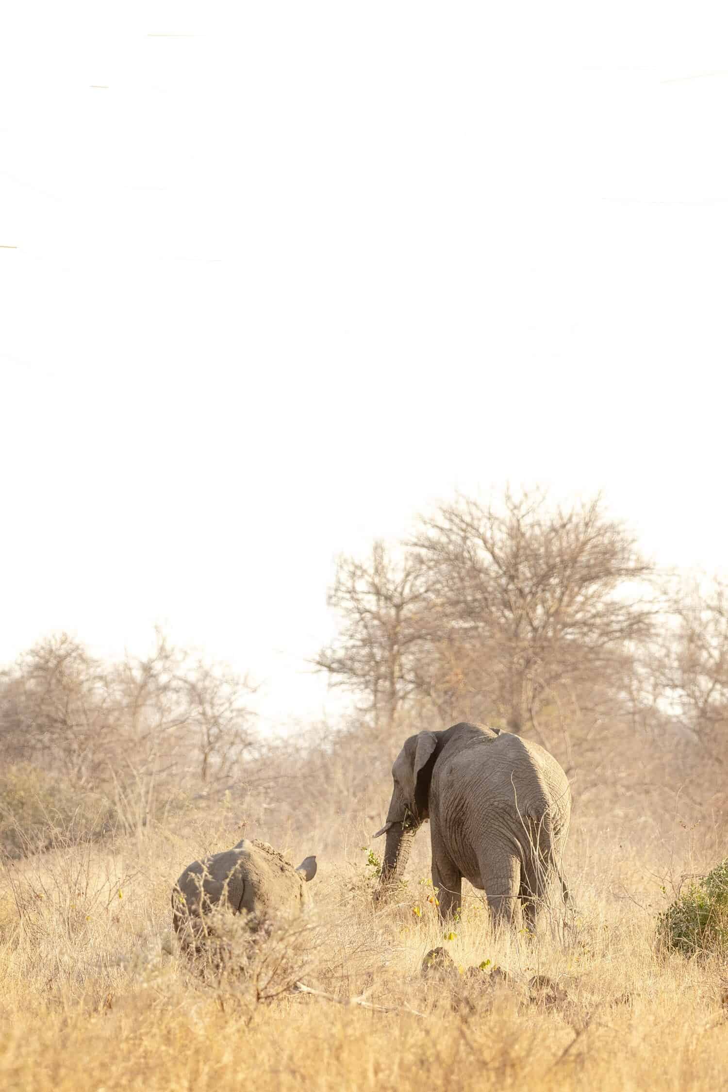 Kapama Karula, South African Safari Lodge