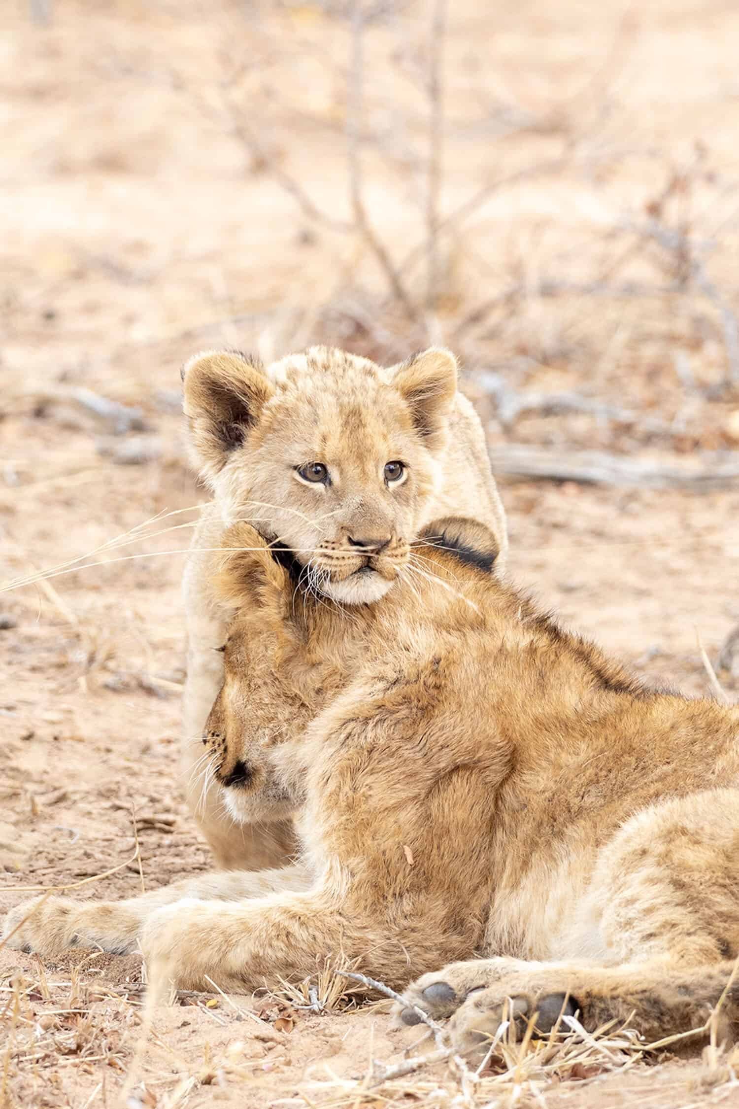 Kapama Karula, South African Safari Lodge