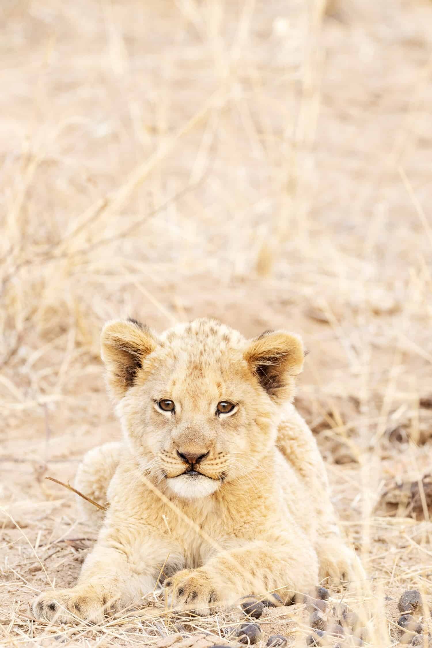 Kapama Karula, South African Safari Lodge