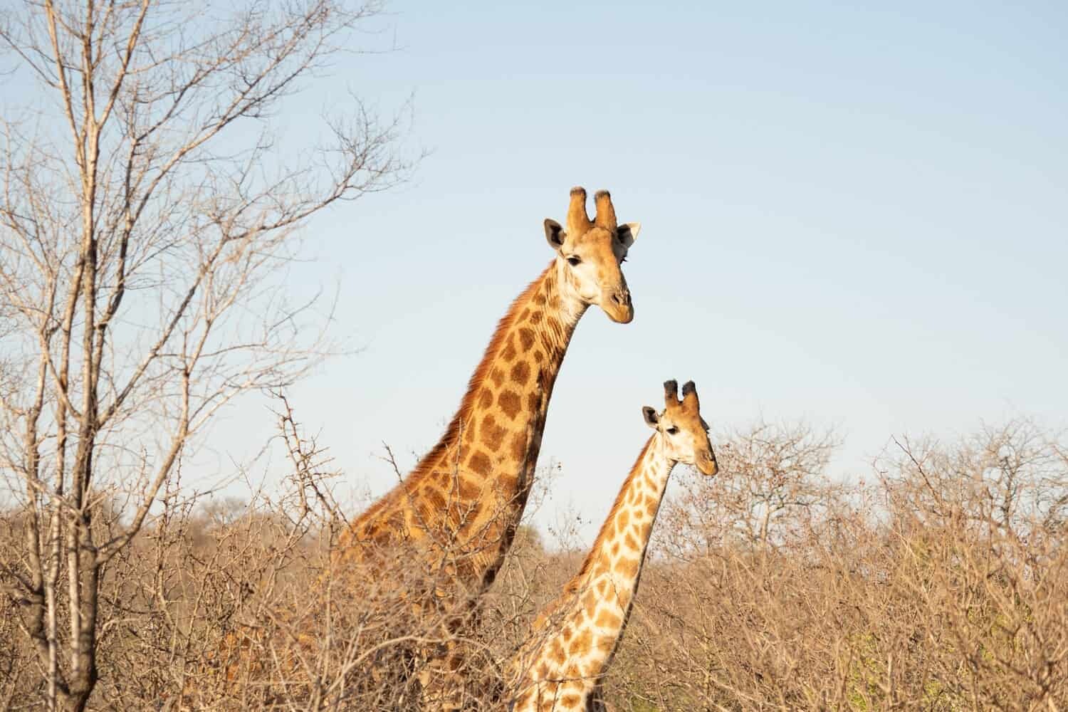 Kapama Karula, South African Safari Lodge