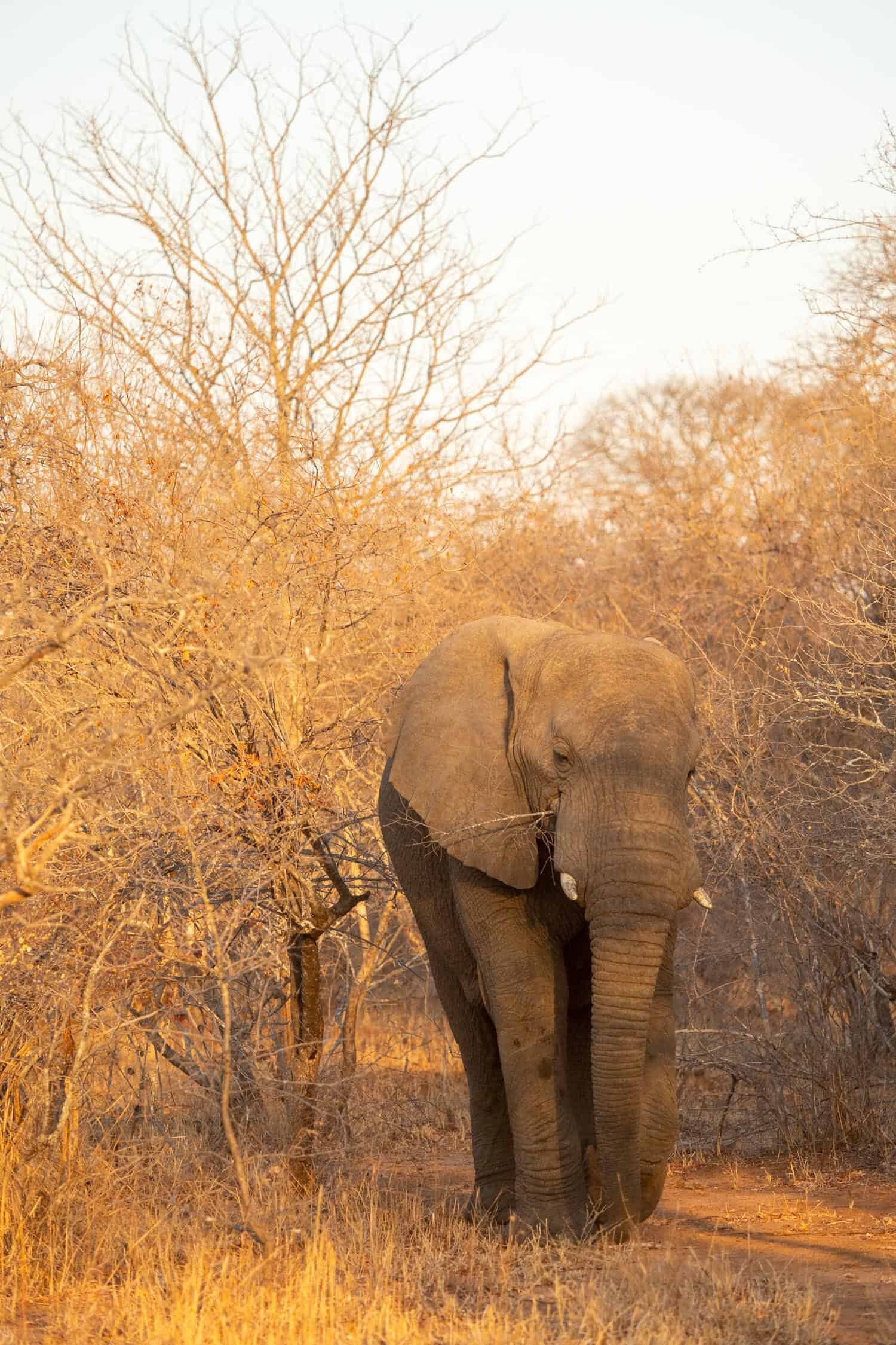 Kapama Karula, South African Safari Lodge