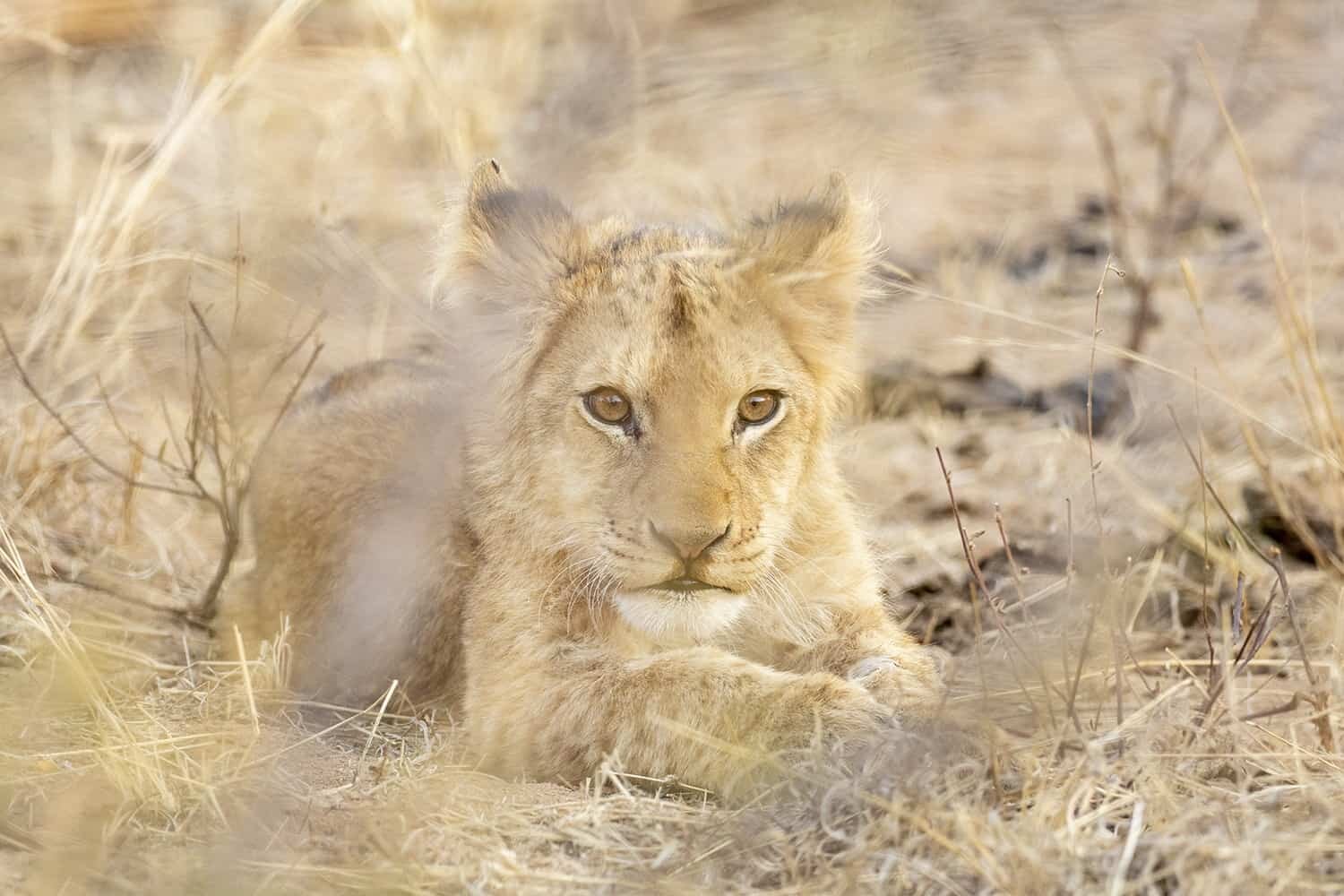 kapama karula safari