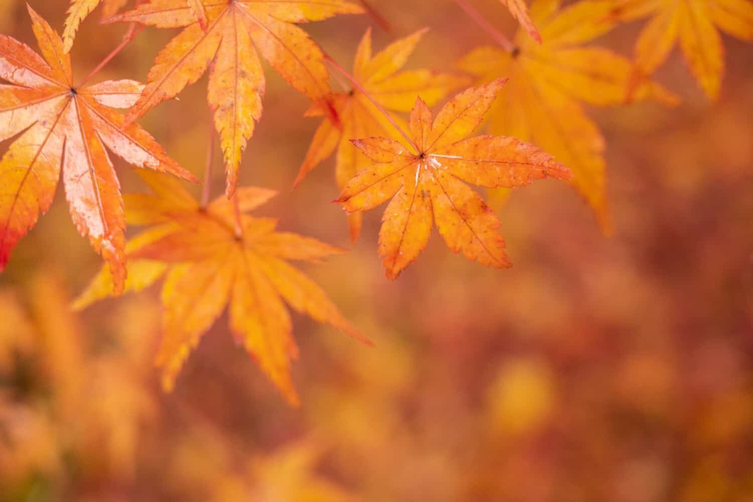 Hoshinoya Kyoto Hotel - Japan