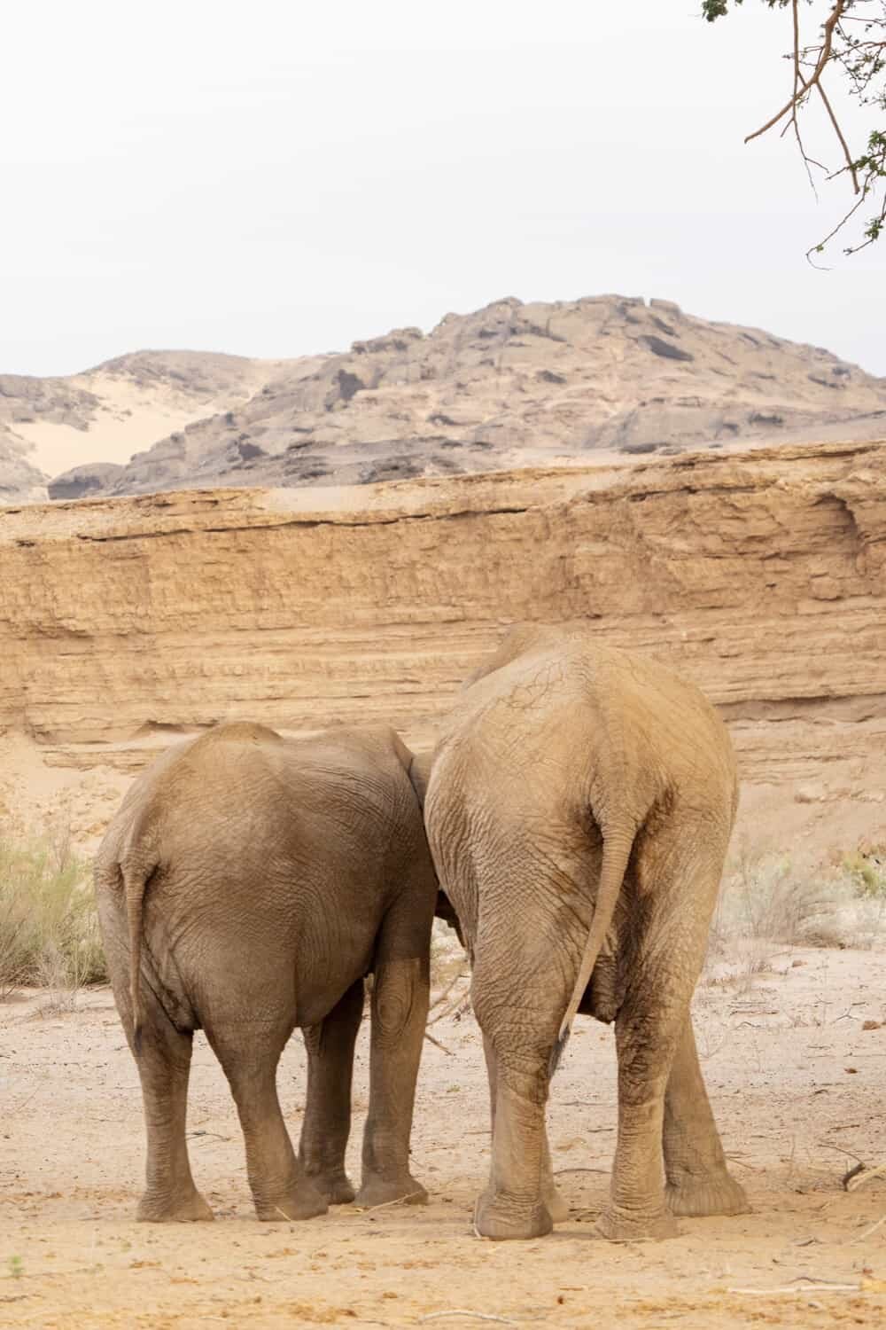 Hoanib Skeleton Coast Namibia