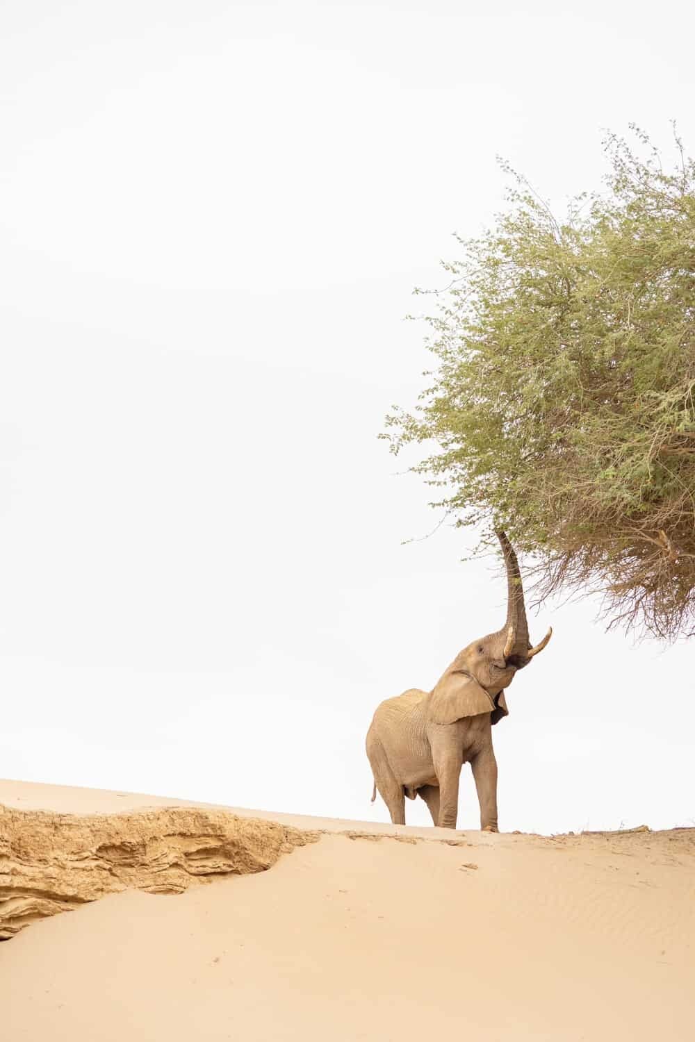 Hoanib Skeleton Coast Namibia