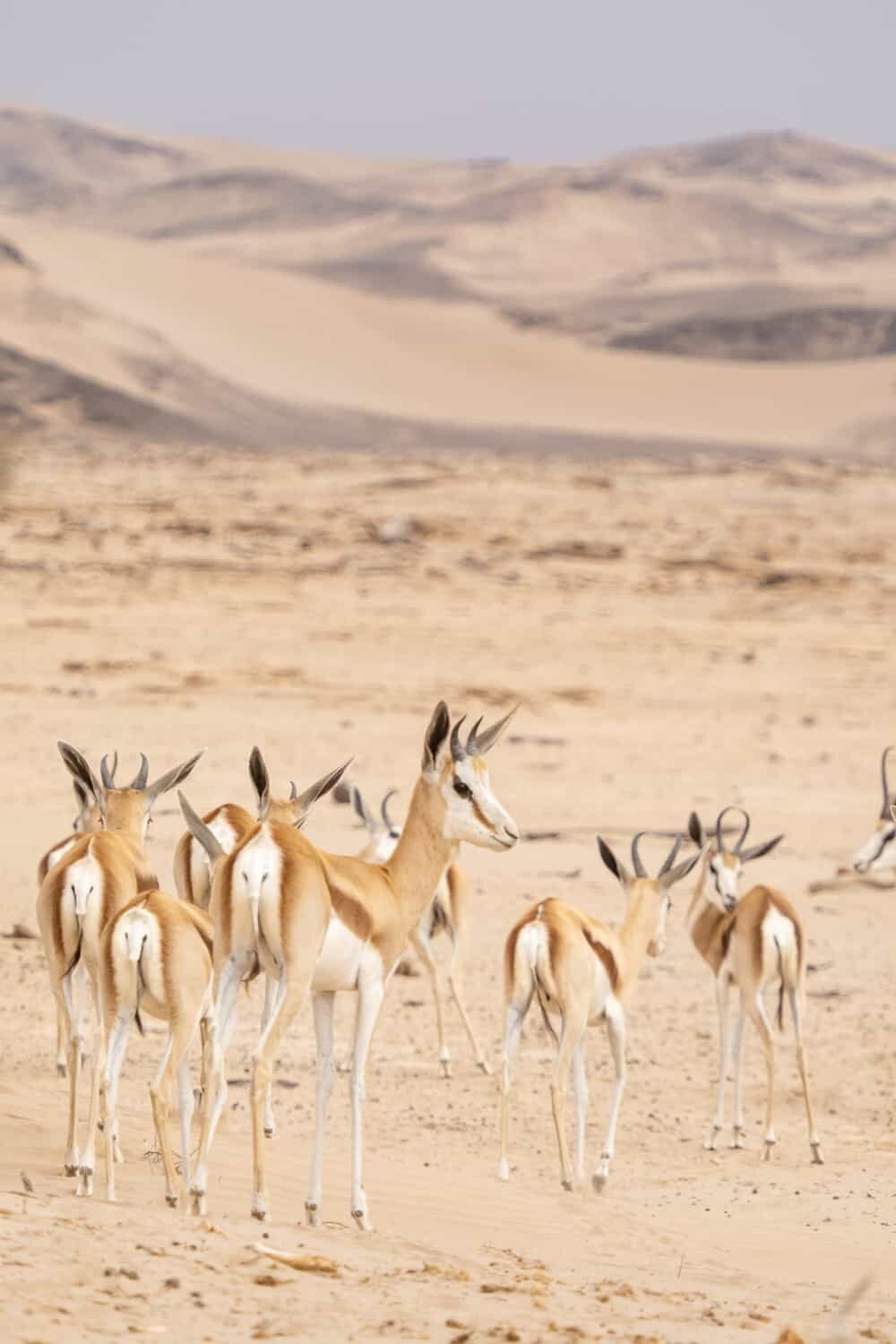 Hoanib Skeleton Coast Namibia