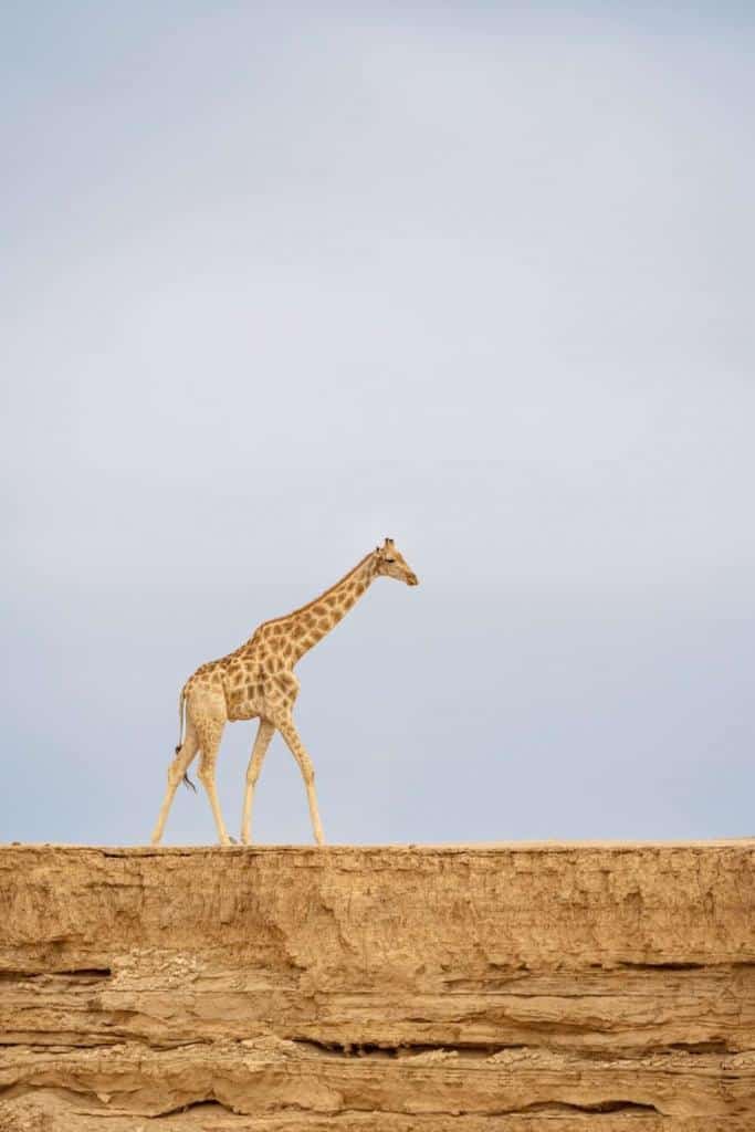 Hoanib Skeleton Coast Namibia