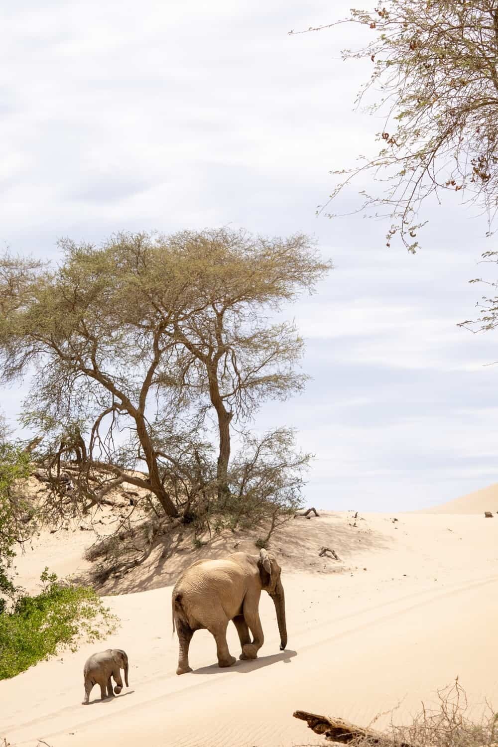 Hoanib Skeleton Coast Namibia