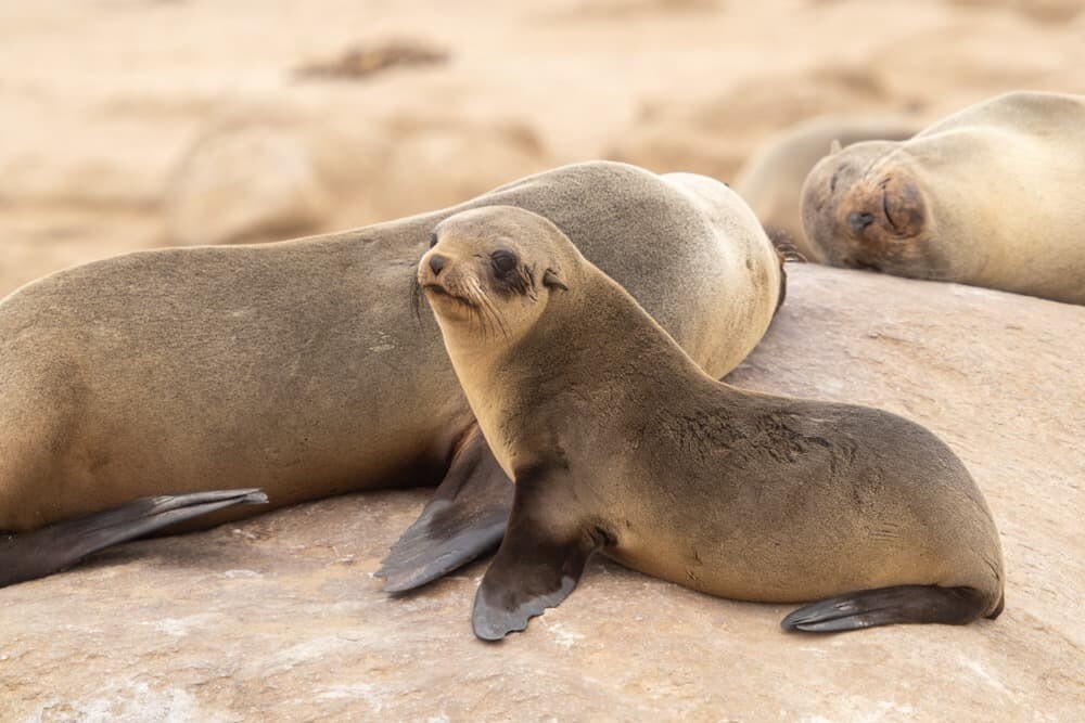 Hoanib Skeleton Coast Namibia