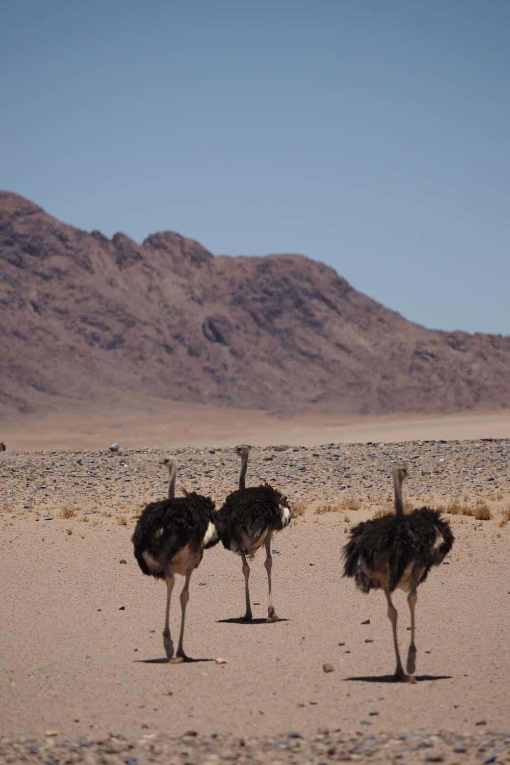 Kulala Desert Lodge, Wilderness Safaris Namibia