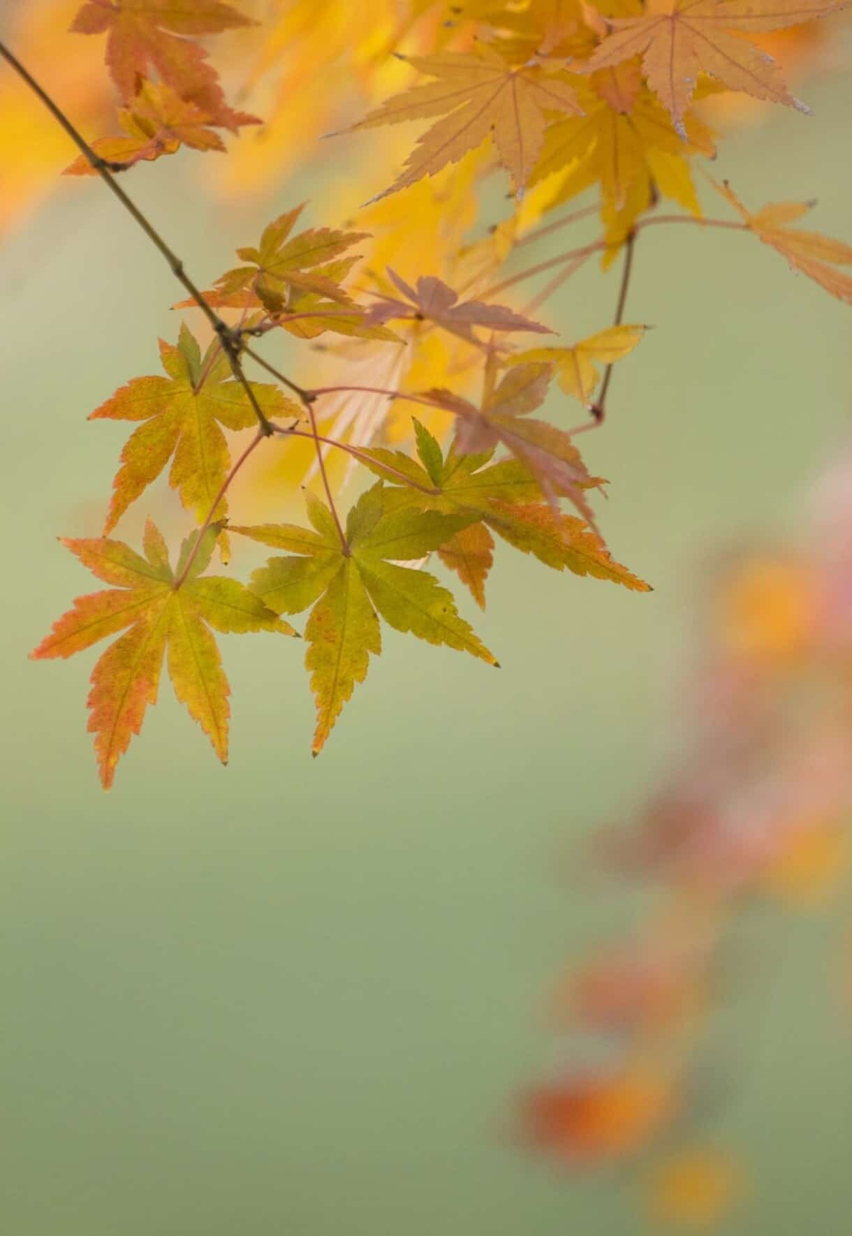 Depth of Field in Photography