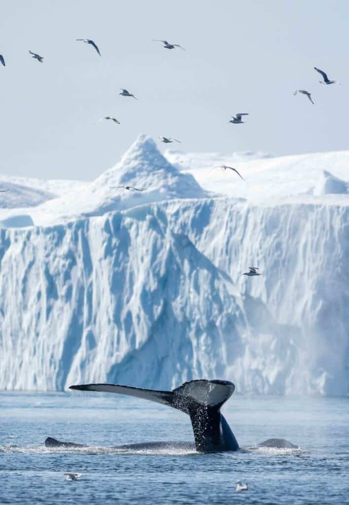 Greenland Whale by Lisa Michele Burns