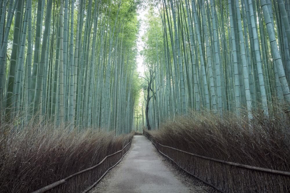 arashiyama bamboo grove visit