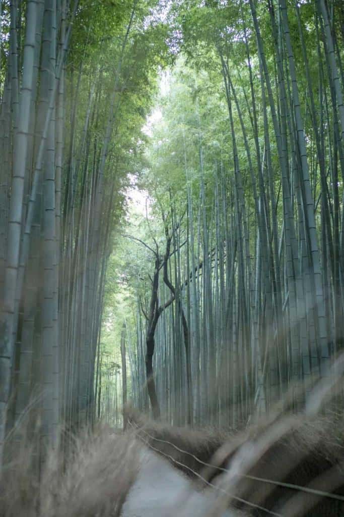 Arashiyama Bamboo Grove, Kyoto, Japan