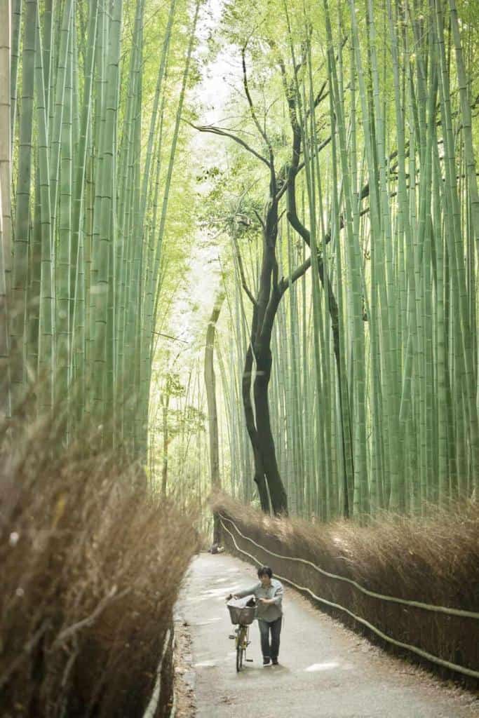 Arashiyama Bamboo Grove, Kyoto, Japan