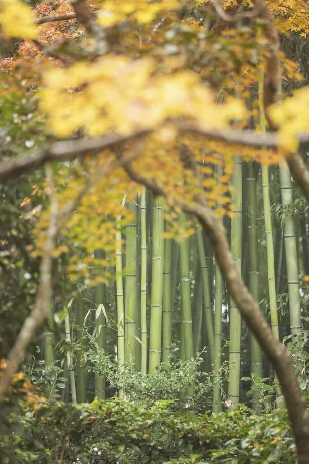 Arashiyama Bamboo Grove, Kyoto, Japan