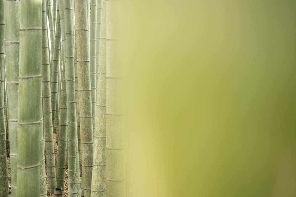 Arashiyama Bamboo Grove, Kyoto, Japan