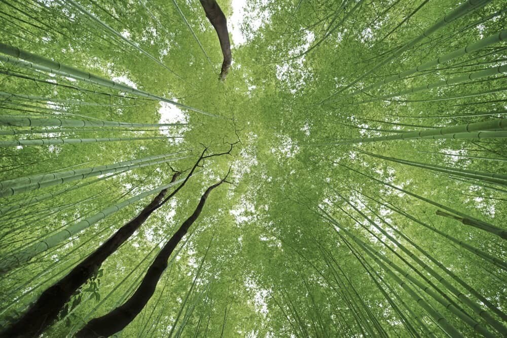 Arashiyama Bamboo Grove, Kyoto, Japan