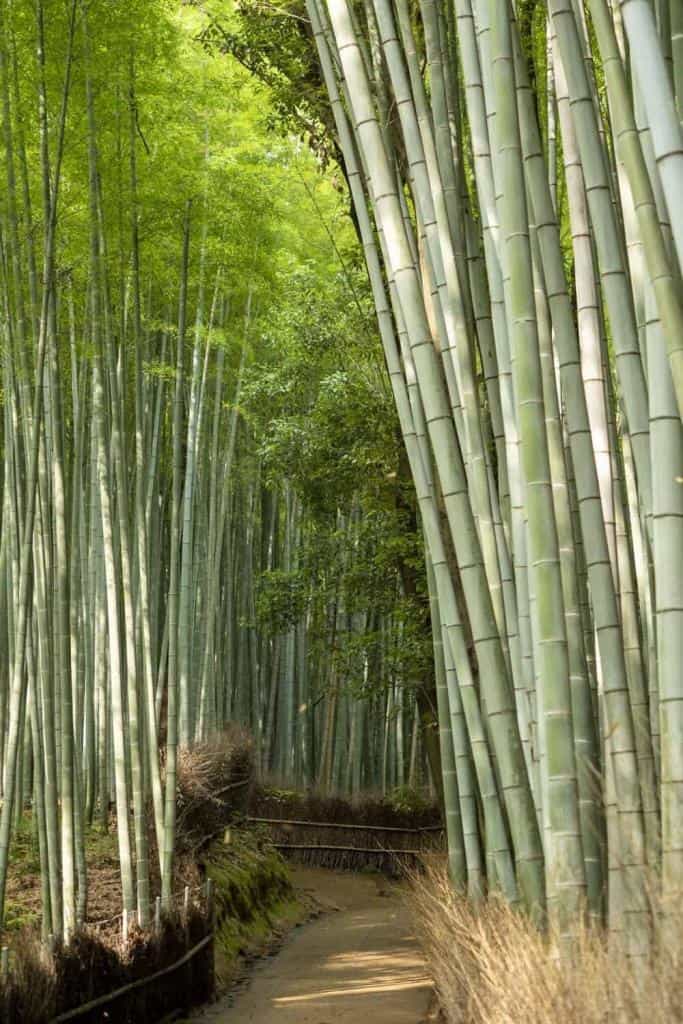 Arashiyama Bamboo Grove, Kyoto, Japan 