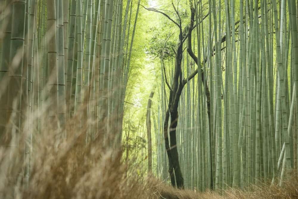 Arashiyama Bamboo Grove, Kyoto, Japan