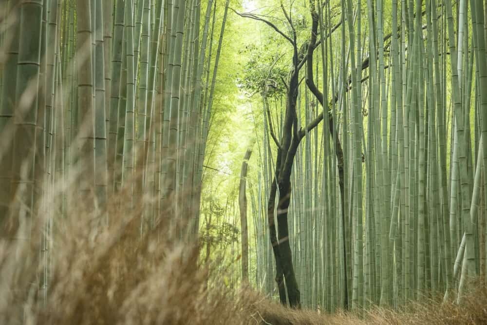 Arashiyama Bamboo Grove, Kyoto, Japan 