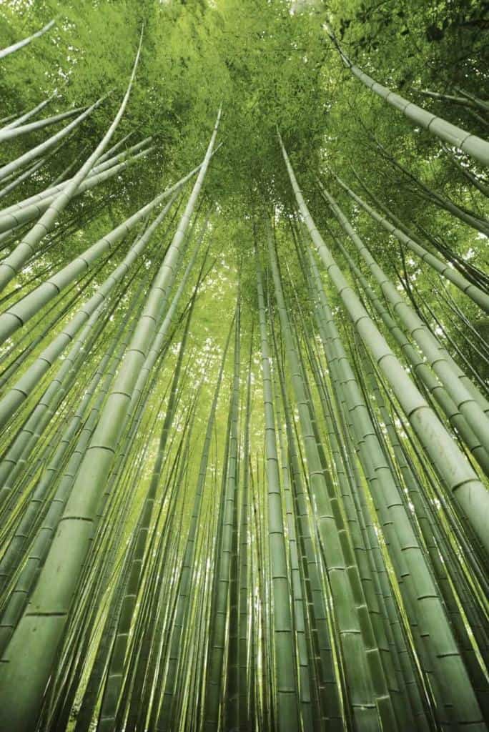 Arashiyama Bamboo Grove, Kyoto, Japan