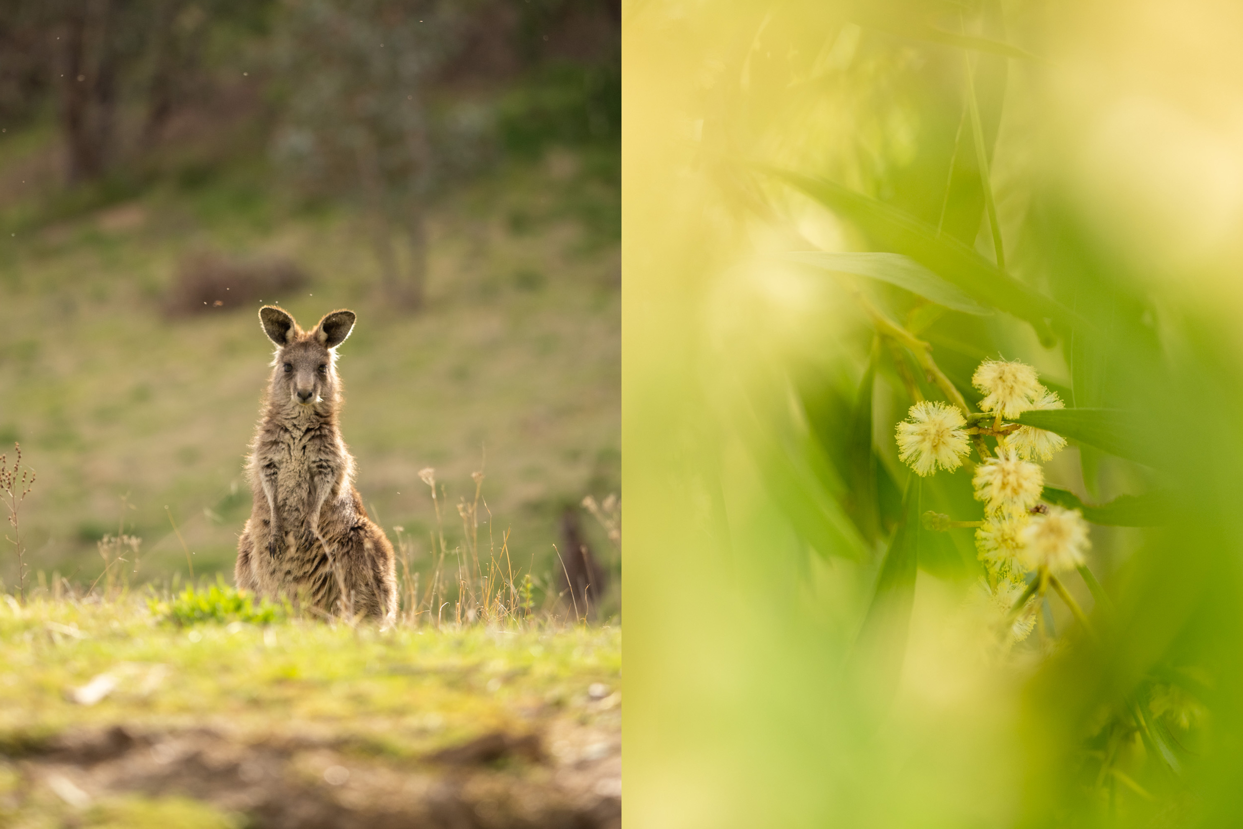 Tidbinbilla Nature Reserve