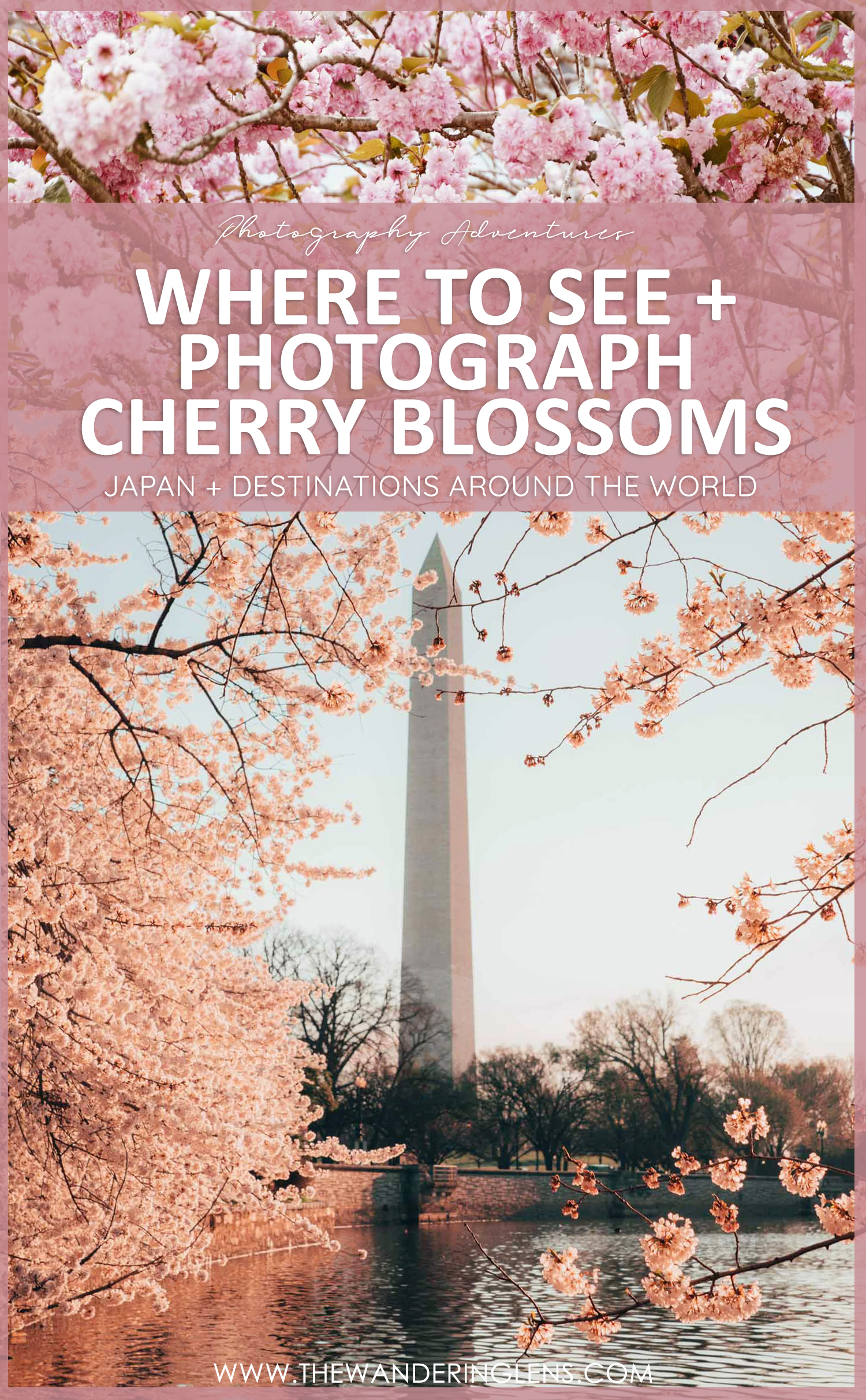 Where to Photograph Cherry Blossoms