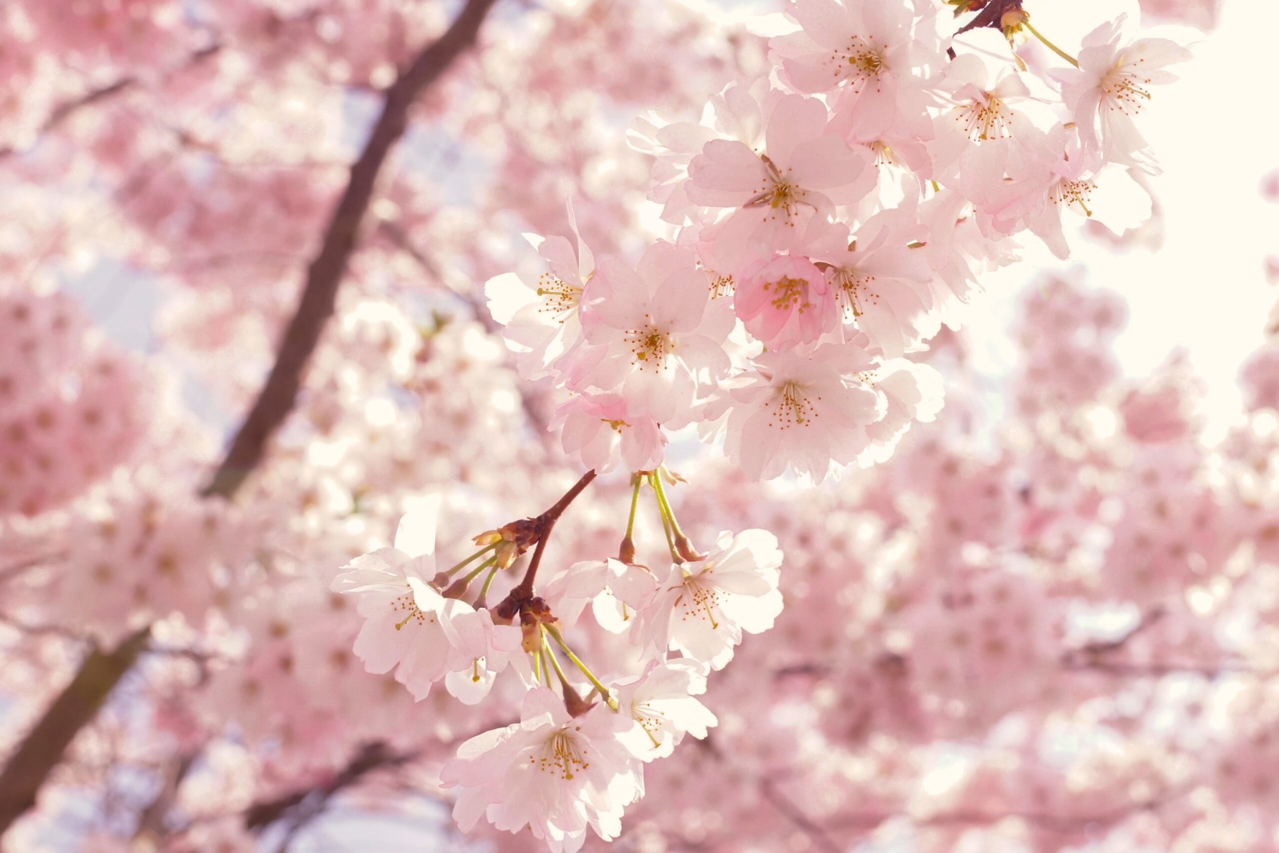 10 Places to Photograph Cherry Blossoms Around the World