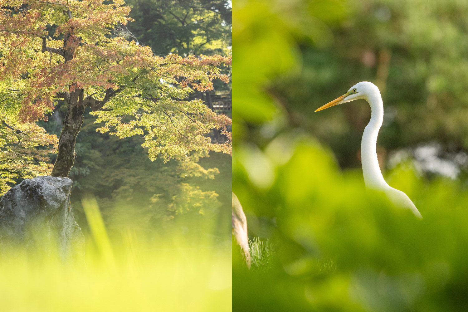 Kenrokuen Garden