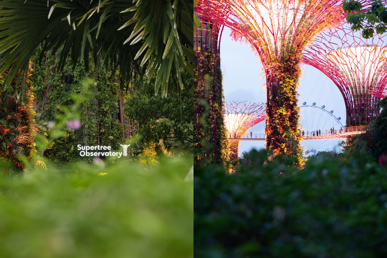 Supertree Grove at night in Singapore - Gardens by the Bay